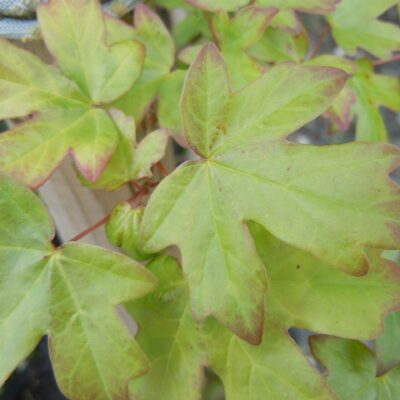 Acer campestre Field Maple in 2 litre pot