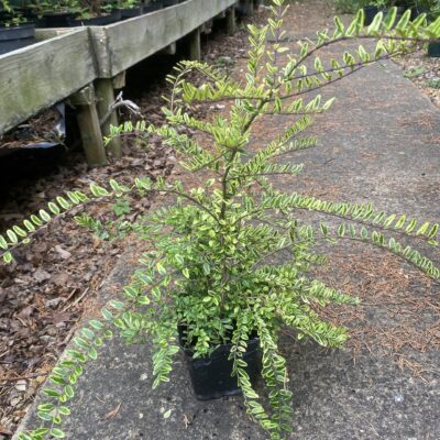 Lonicera ligustrina 'Lemon Beauty' in 1L pots x 10