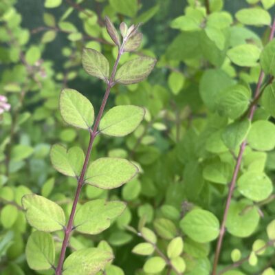 Symphoricarpos albus Snowberry in 7cm pot