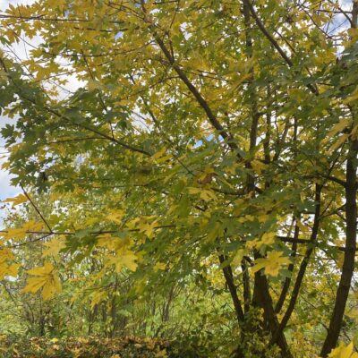Acer campestre Field Maple 7 ft Collection only