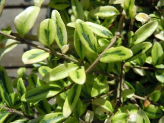 Hedging Plants