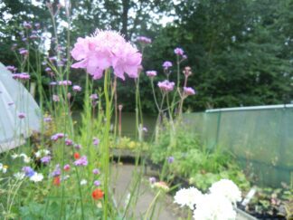 Perennial plants