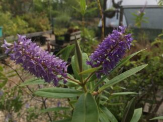 Shrub plants