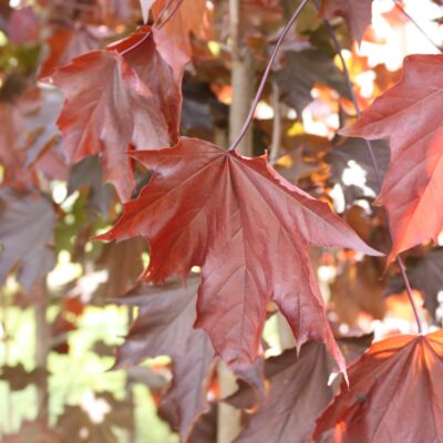 Acer platenoides 'Crimson King' 6 ft single stem