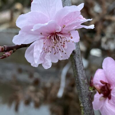 Prunus x blireana