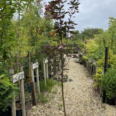 Acer platenoides 'Crimson Sentry' tree