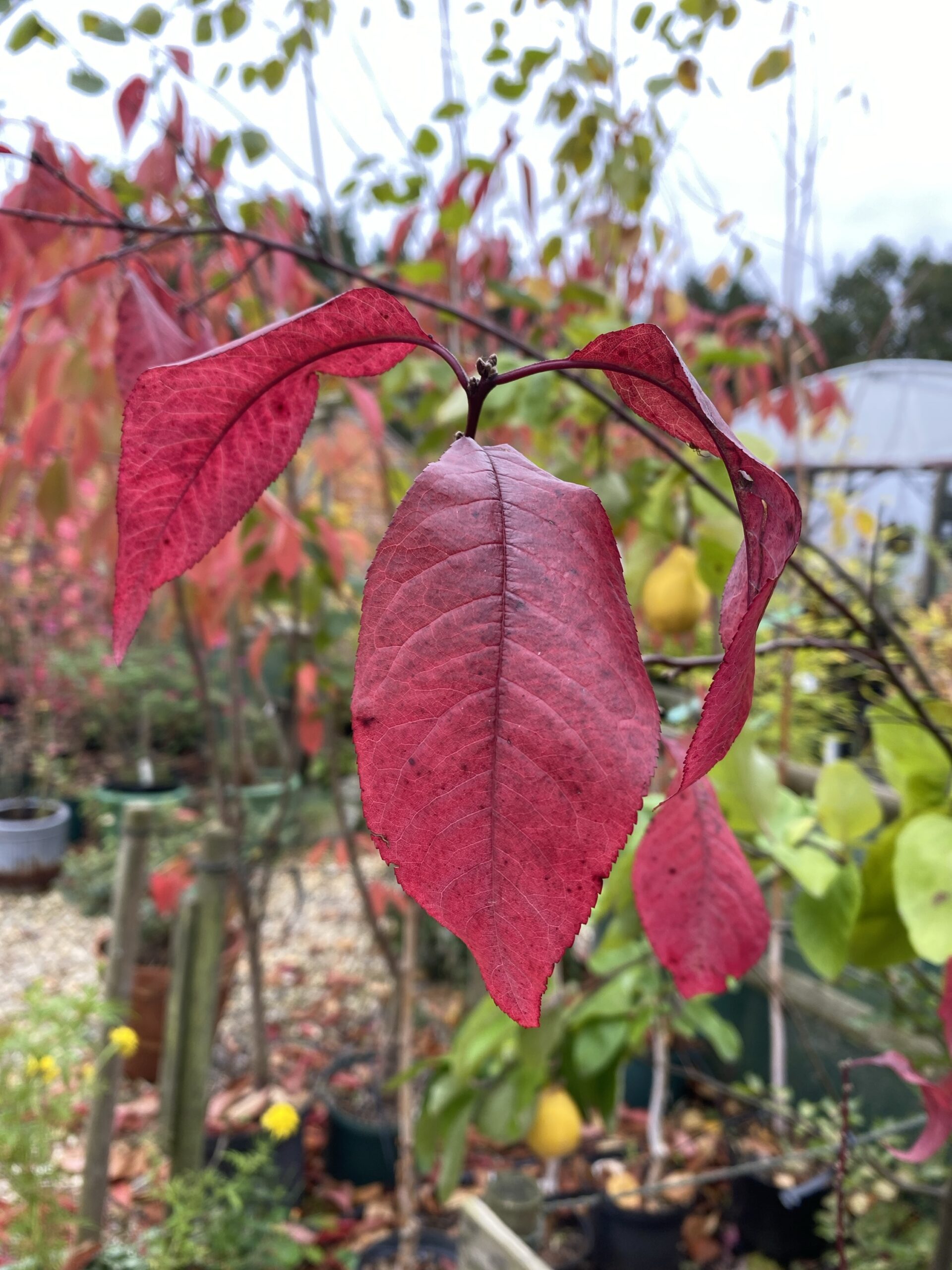 Prunus 'Spring Glow' Cherry Blossom 7 ft