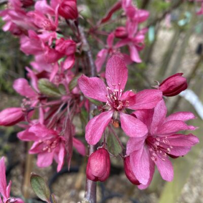 Malus 'Royal Beauty'  Weeping Crab Apple