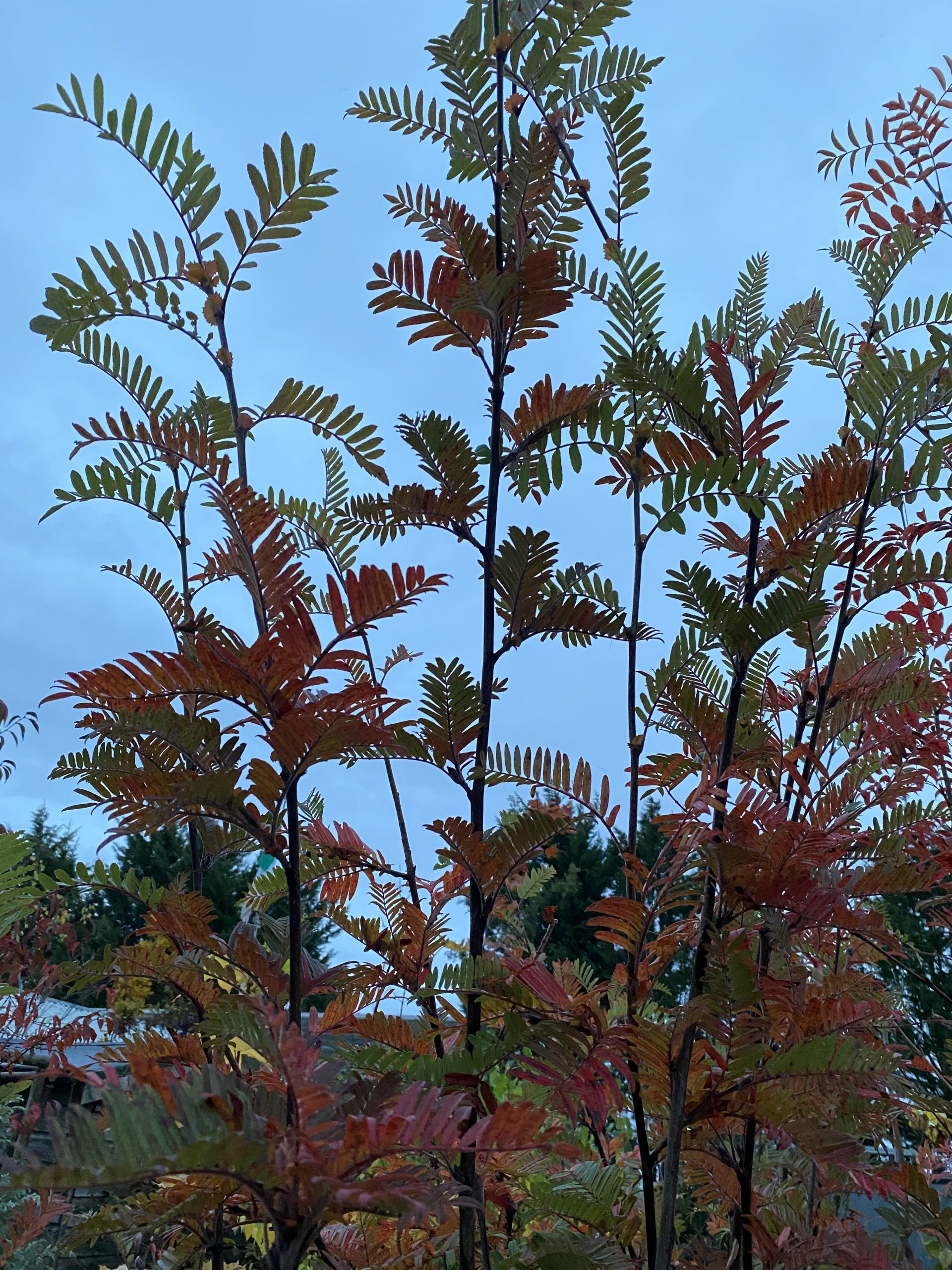 Sorbus 'Olympic Flame' - Image 11