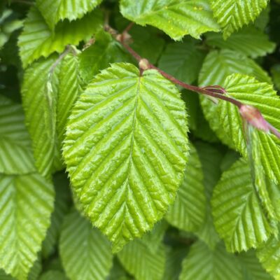 Carpinus betulus Hornbeam 7 ft
