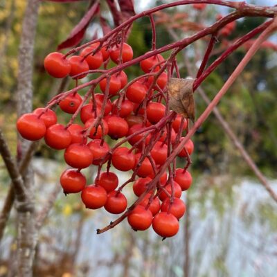 Sorbus commixta discolor 8 ft