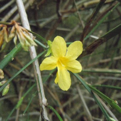 Jasminum nudiflorum Winter Jasmine plug x 3