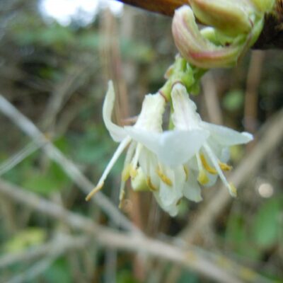 Lonicera fragrantissima Winter-flowering Honeysuckle XL plug plants x 3