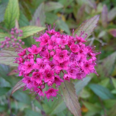 Spiraea japonica 'Anthony Waterer' shrub  in 7cm pot