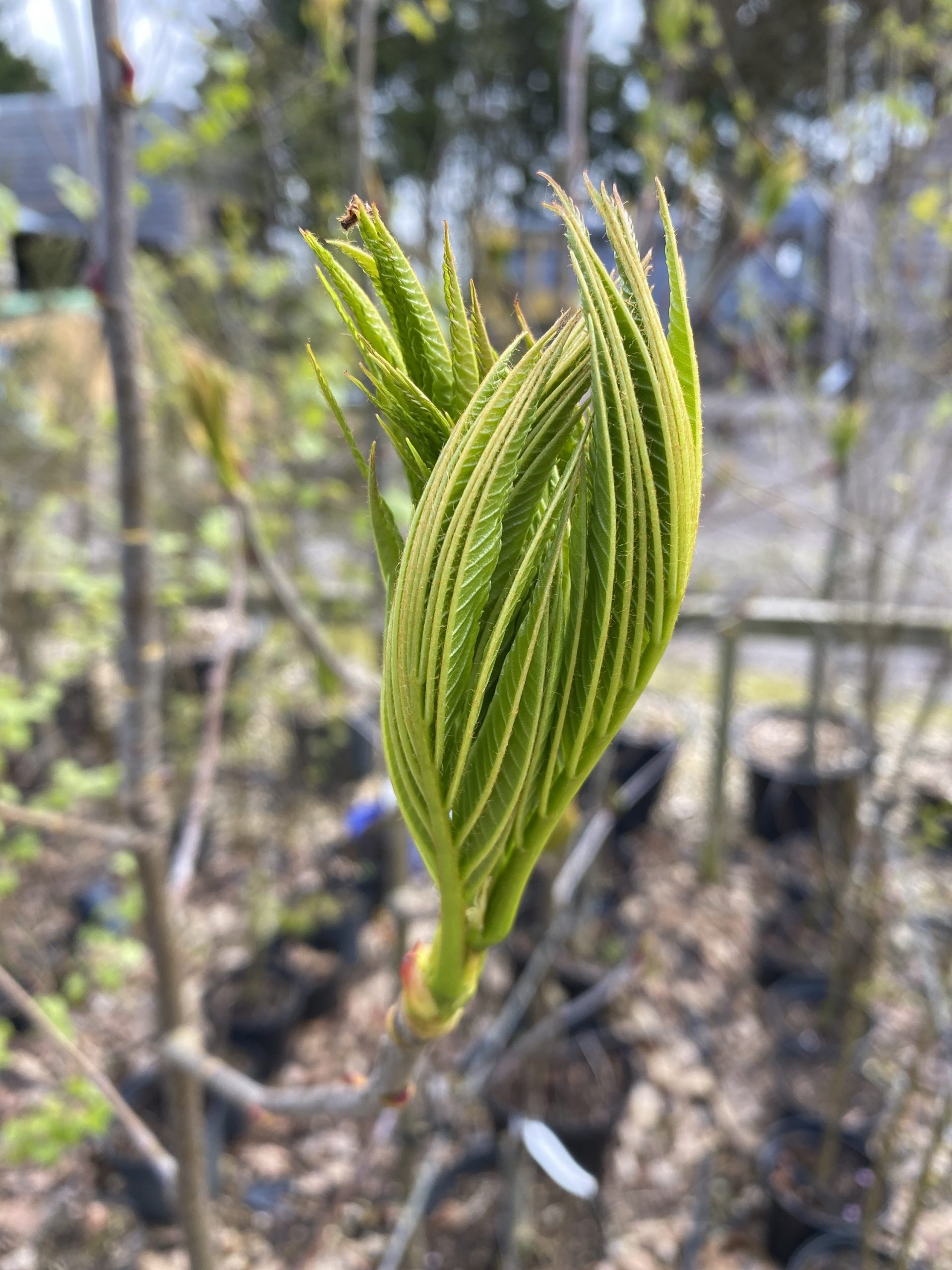 Sorbus 'Olympic Flame' - Image 10