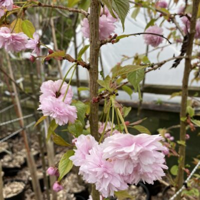 Prunus Weeping Cherry pink double