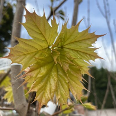 Acer platenoides 'Princeton Gold'