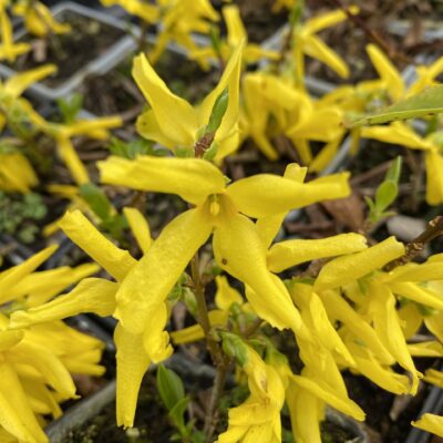 Forsythia x intermedia shrub hedging in 7cm pot