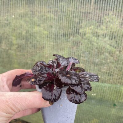 Ajuga reptans 'Black Scallop' in 7cm pot