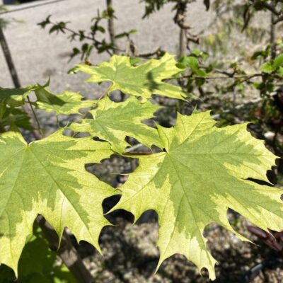 Acer platenoides 'Drummondii' tree