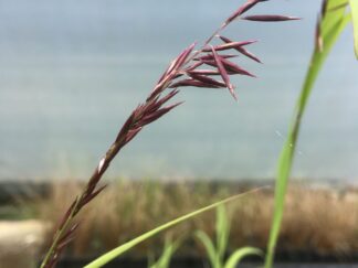 Grass plants