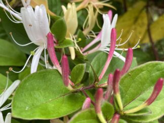 Climbing plants