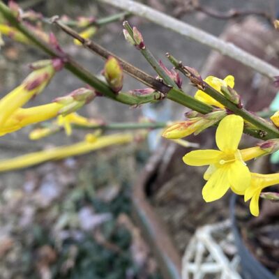 Jasminum nudiflorum Winter Jasmine in 7 cm pot