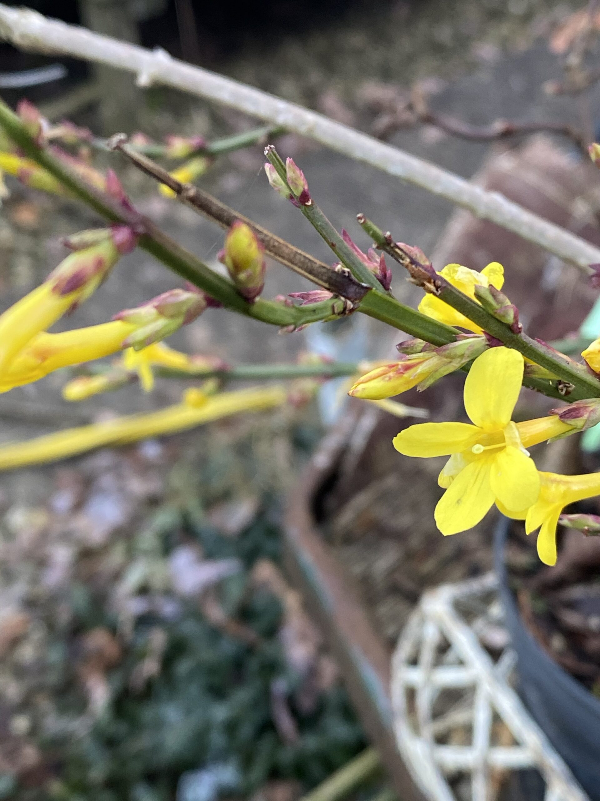 Jasminum nudiflorum Winter Jasmine 50 cm - Image 2