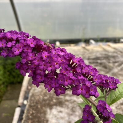 Buddleja davidii Butterfly Bush purple in 5 litre pot
