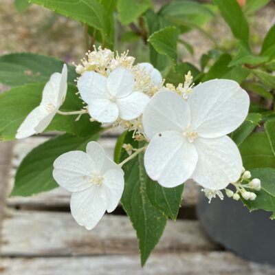 Hydrangea paniculata 'Kyushu' in 2 litre pot