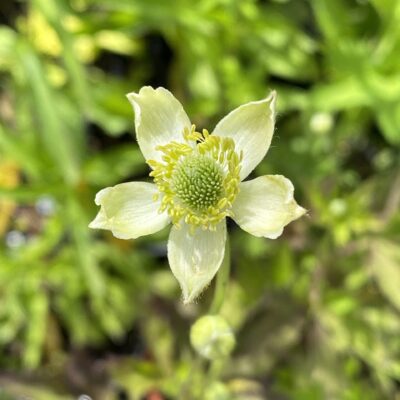 Anemone virginiana perennial in 13 cm pot