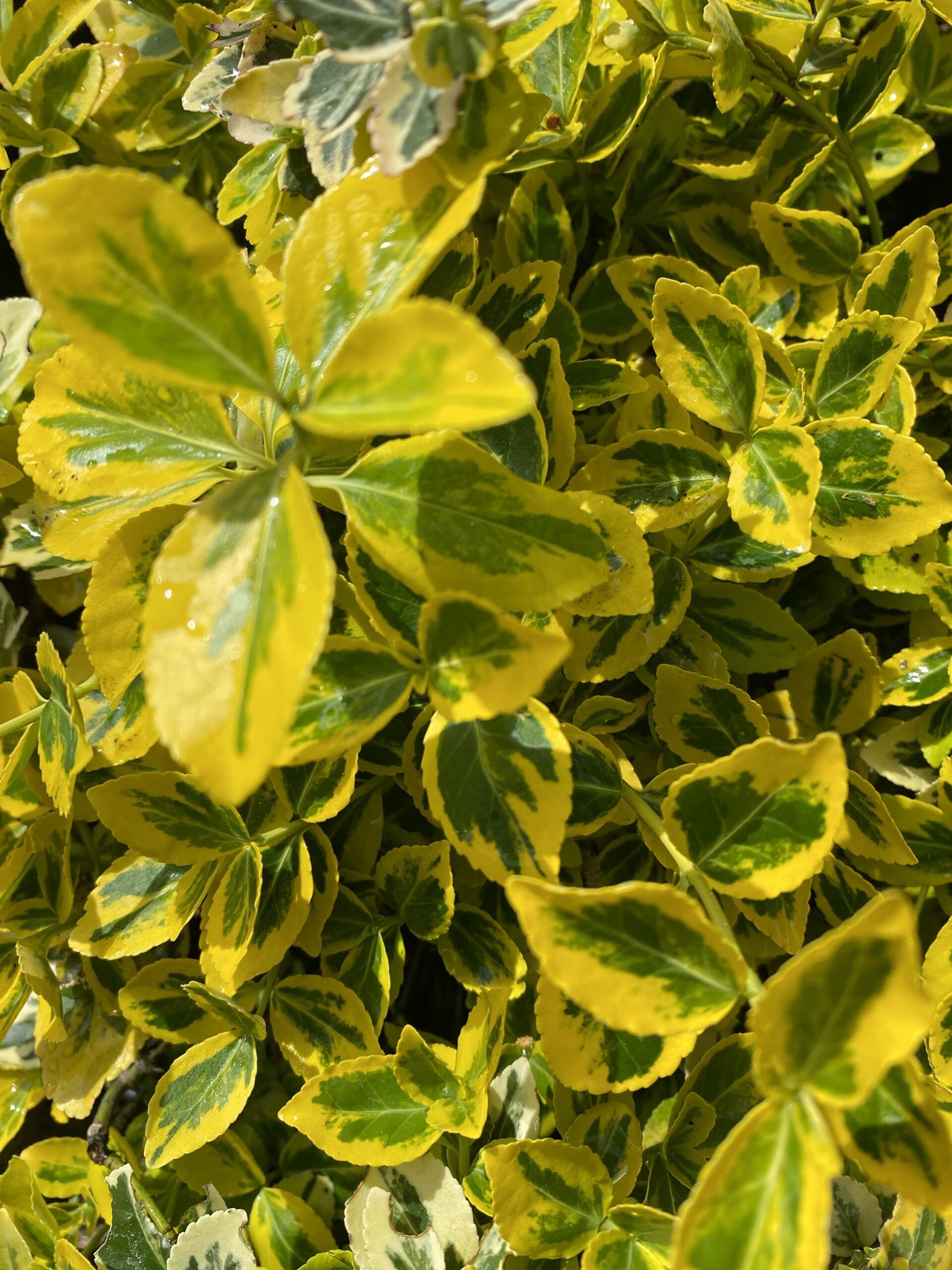 Euonymus fortunei 'Emerald n Gold' in 7cm pot