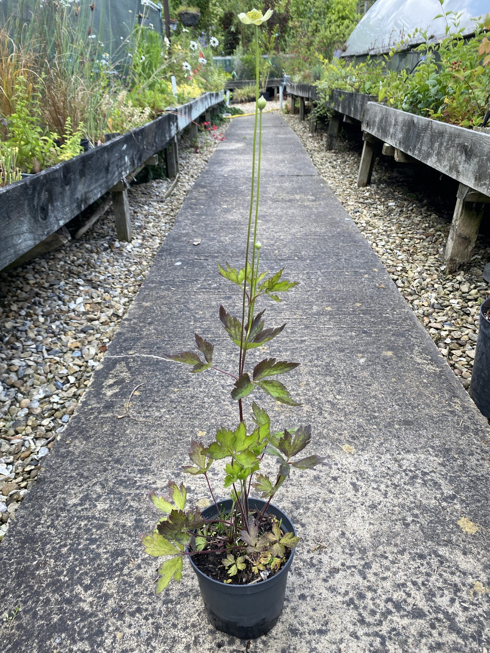 Anemone virginiana perennial in 13 cm pot - Image 3