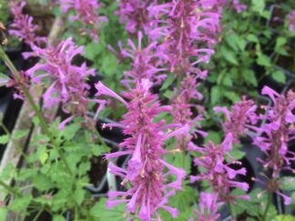 Herbs and Well Being Plants