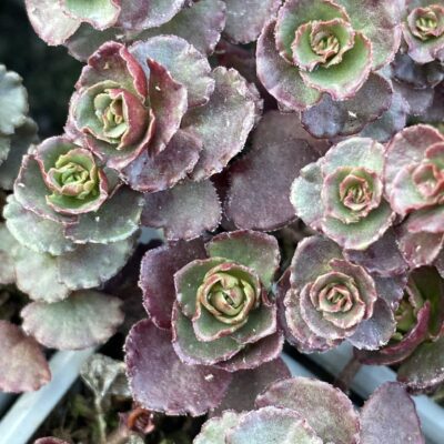 Sedum spurium 'Dragons Blood' in 7cm pot