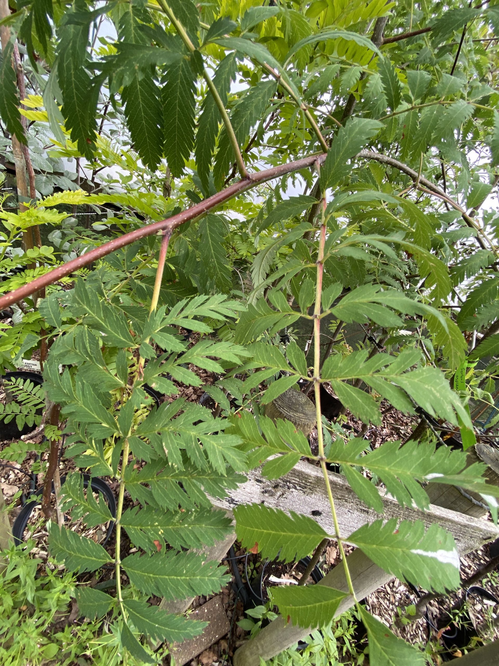 Sorbus asplenifolia Cut-leaf Rowan 8 ft - Image 3