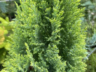 Conifers