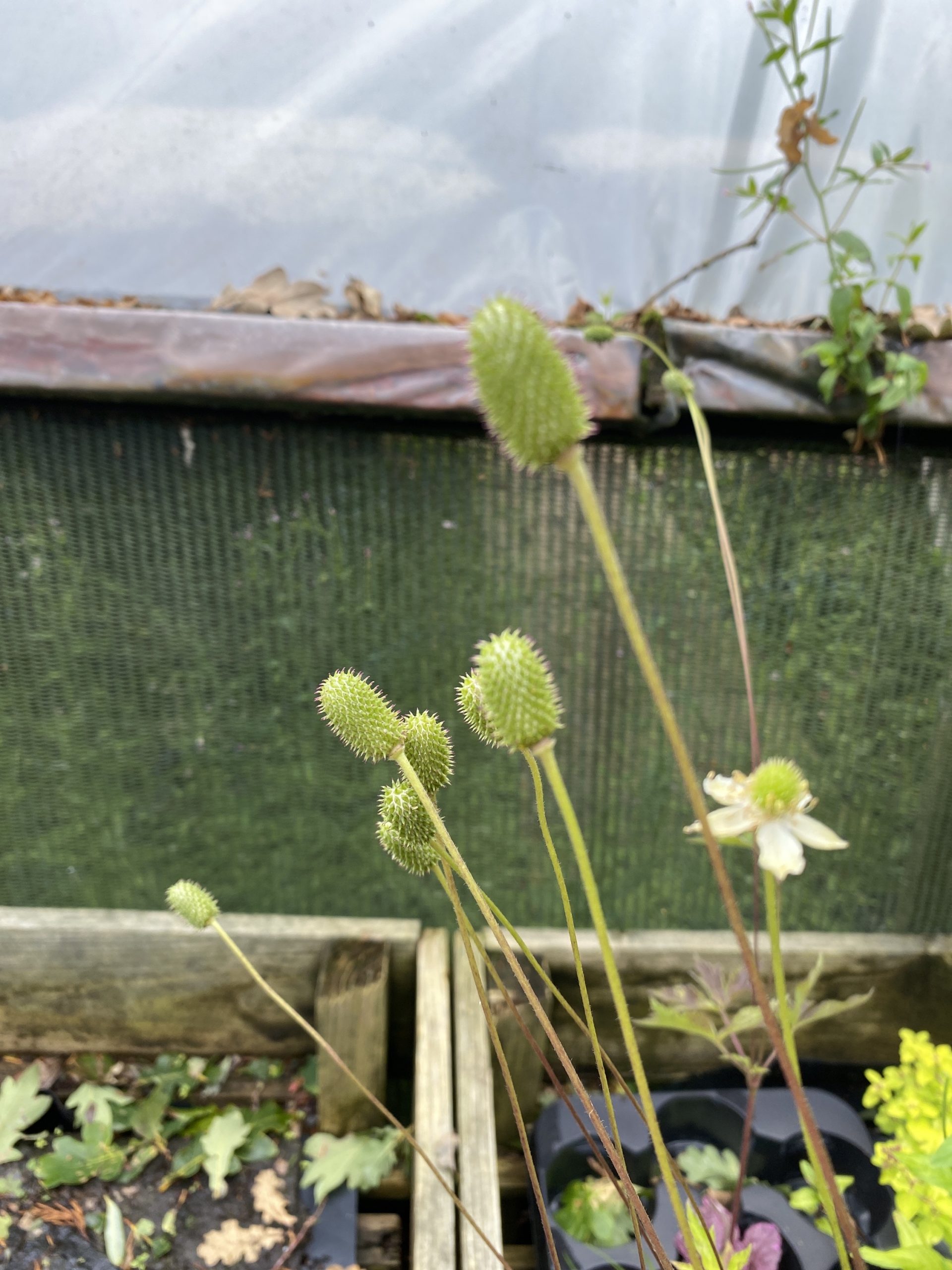 Anemone virginiana perennial in 13 cm pot - Image 4