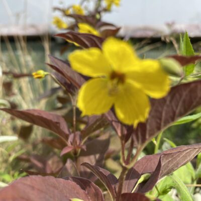 Lysimachia ciliata 'Firecracker' in 7cm pot