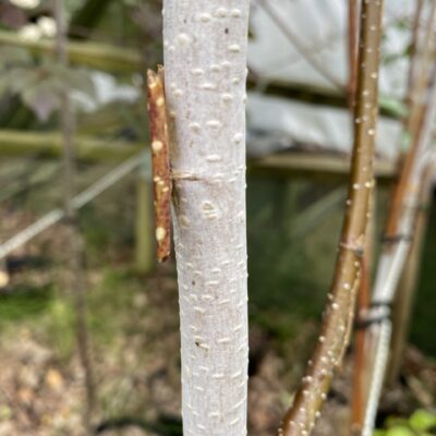Betula utilis 'Jacquemontii' Birch 7 ft