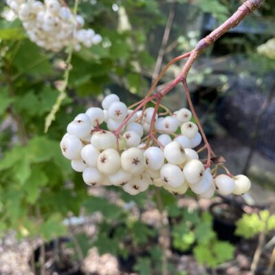 Sorbus hupehensis 'White Wax'