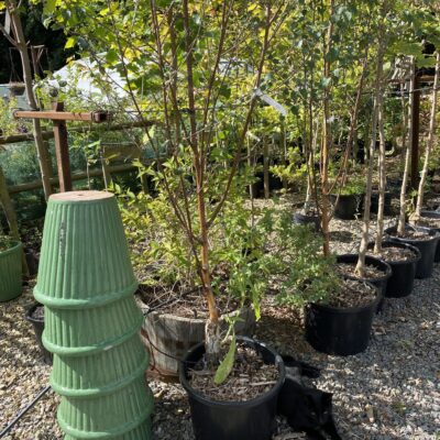 Betula ermanii Erman's Birch