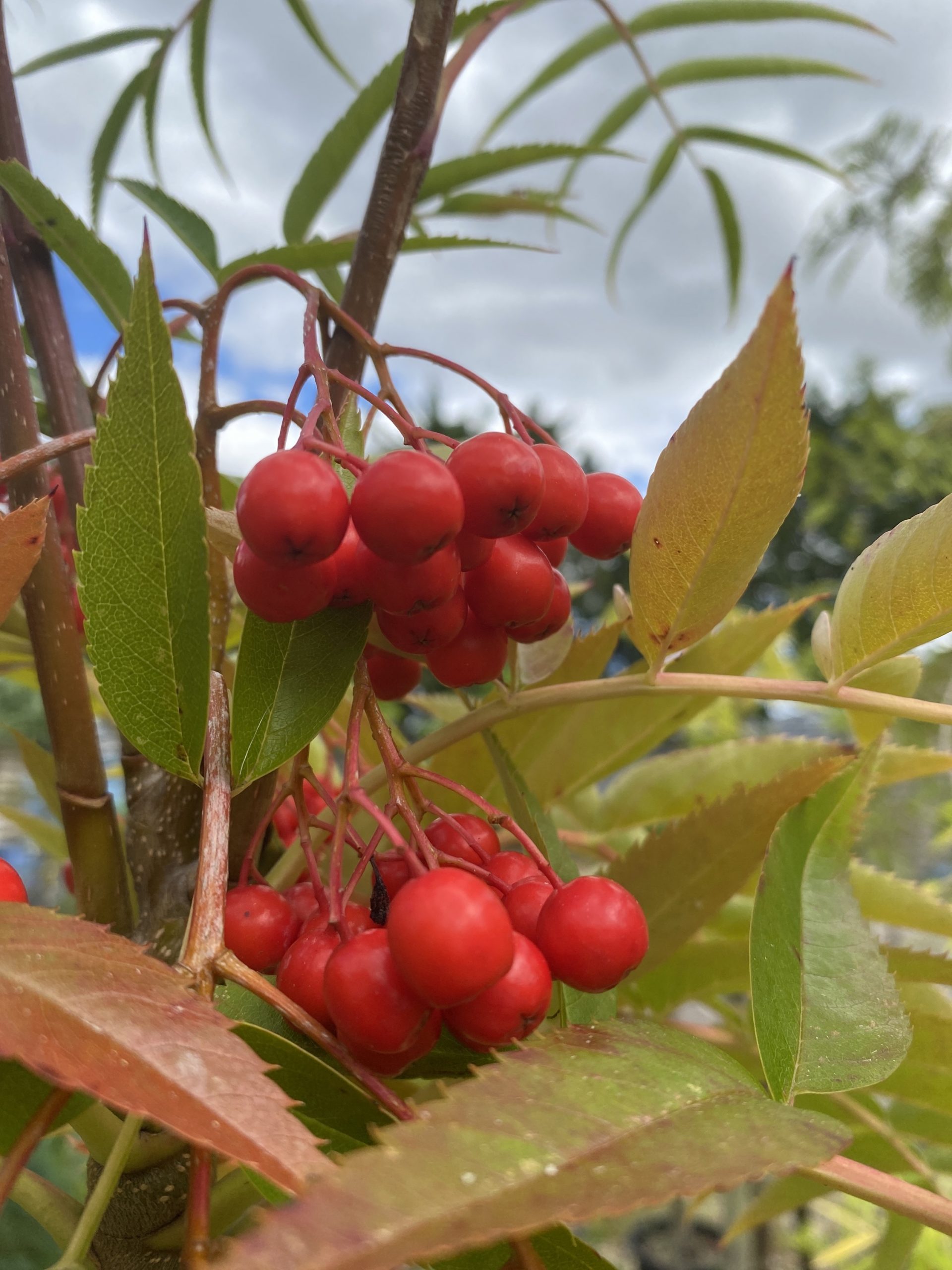 Sorbus 'Olympic Flame' - Image 5