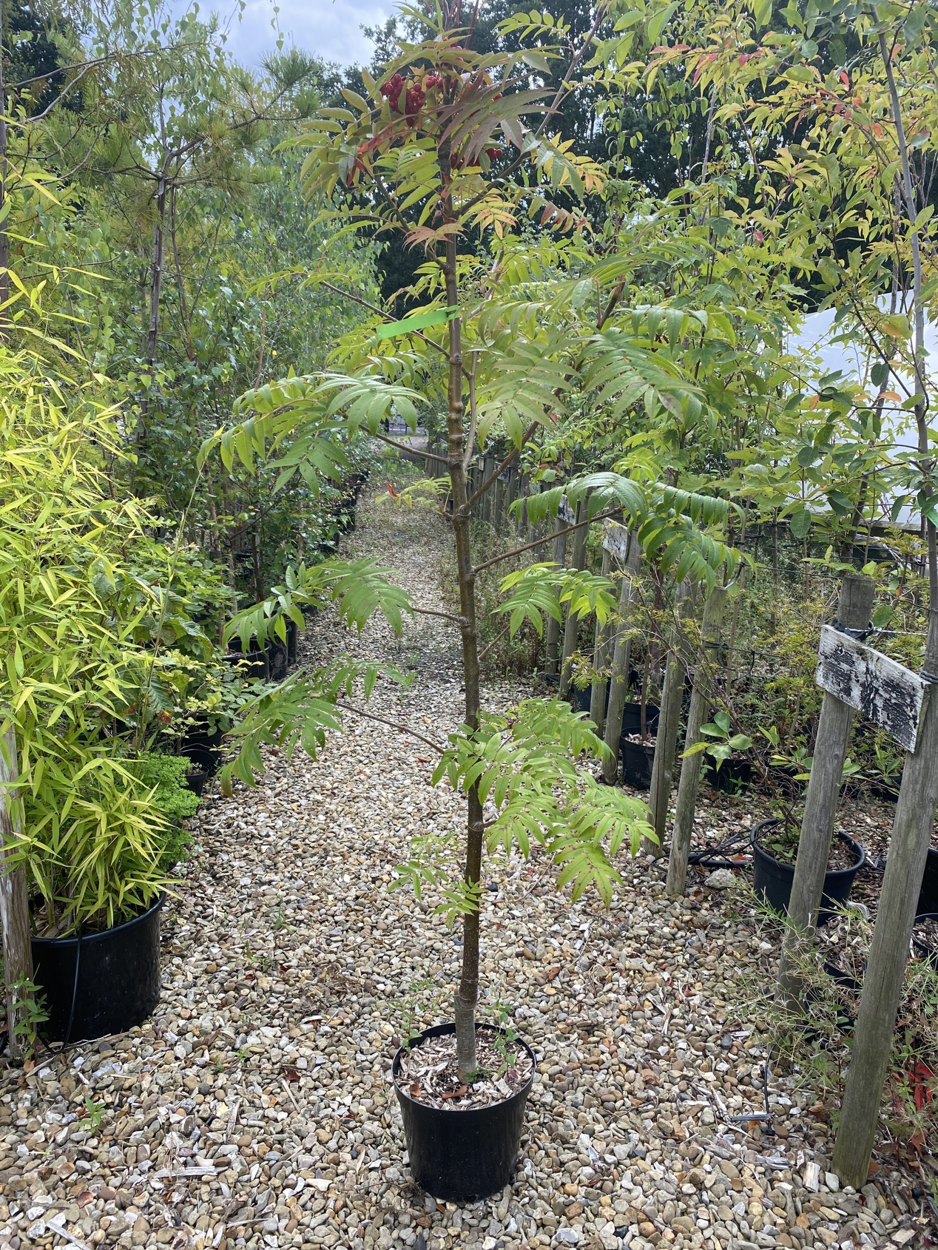 Sorbus 'Olympic Flame' - Image 6