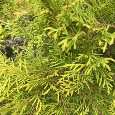 Thuja occidentalis 'Rheingold' in 15 litre pot