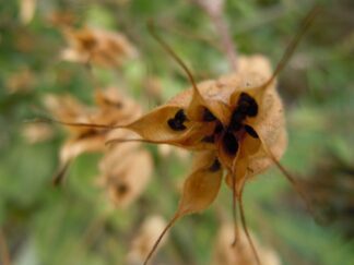 Seeds
