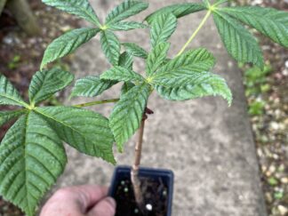 Sapling trees