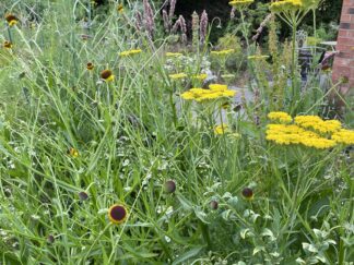 Plant now for pollinators