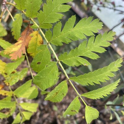 Sorbus asplenifolia Cut-leaf Rowan 8 ft