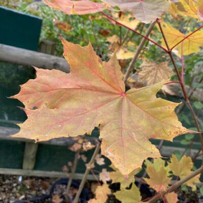 Acer platanoides Norway Maple